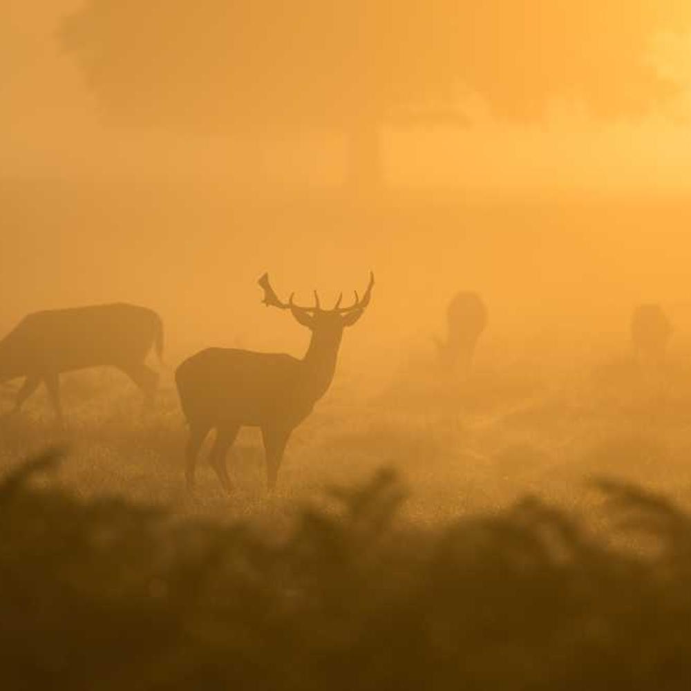 Architectural Detail